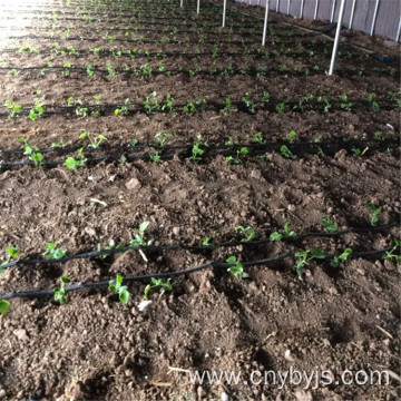 Radish maze drip irrigation zone planting